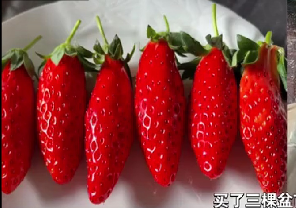 № 58   Синано Берри (Shinano Berry), в Китае: Сянг Цзяо